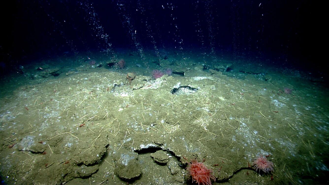 North Atlantic methane seep plumes rising through the water column